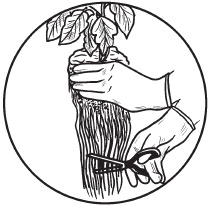 Иллюстрация к книге — Комнатные деревья и кустарники: лимон, вишня, гранат, можжевельник, акация, жасмин и многие другие [i_049.jpg]