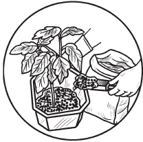 Иллюстрация к книге — Комнатные деревья и кустарники: лимон, вишня, гранат, можжевельник, акация, жасмин и многие другие [i_053.jpg]