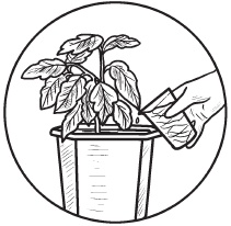 Иллюстрация к книге — Комнатные деревья и кустарники: лимон, вишня, гранат, можжевельник, акация, жасмин и многие другие [i_055.jpg]