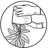 Иллюстрация к книге — Комнатные деревья и кустарники: лимон, вишня, гранат, можжевельник, акация, жасмин и многие другие [i_059.jpg]