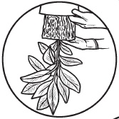 Иллюстрация к книге — Комнатные деревья и кустарники: лимон, вишня, гранат, можжевельник, акация, жасмин и многие другие [i_060.jpg]