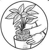 Иллюстрация к книге — Комнатные деревья и кустарники: лимон, вишня, гранат, можжевельник, акация, жасмин и многие другие [i_061.jpg]