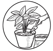 Иллюстрация к книге — Комнатные деревья и кустарники: лимон, вишня, гранат, можжевельник, акация, жасмин и многие другие [i_062.jpg]