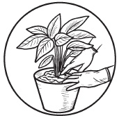 Иллюстрация к книге — Комнатные деревья и кустарники: лимон, вишня, гранат, можжевельник, акация, жасмин и многие другие [i_063.jpg]