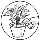 Иллюстрация к книге — Комнатные деревья и кустарники: лимон, вишня, гранат, можжевельник, акация, жасмин и многие другие [i_064.jpg]