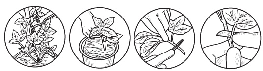 Иллюстрация к книге — Комнатные деревья и кустарники: лимон, вишня, гранат, можжевельник, акация, жасмин и многие другие [i_067.jpg]