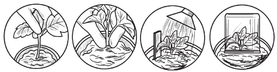 Иллюстрация к книге — Комнатные деревья и кустарники: лимон, вишня, гранат, можжевельник, акация, жасмин и многие другие [i_068.jpg]