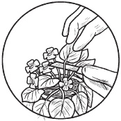 Иллюстрация к книге — Комнатные деревья и кустарники: лимон, вишня, гранат, можжевельник, акация, жасмин и многие другие [i_070.jpg]