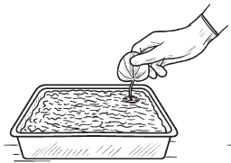 Иллюстрация к книге — Комнатные деревья и кустарники: лимон, вишня, гранат, можжевельник, акация, жасмин и многие другие [i_072.jpg]