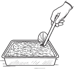 Иллюстрация к книге — Комнатные деревья и кустарники: лимон, вишня, гранат, можжевельник, акация, жасмин и многие другие [i_073.jpg]