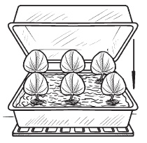 Иллюстрация к книге — Комнатные деревья и кустарники: лимон, вишня, гранат, можжевельник, акация, жасмин и многие другие [i_075.jpg]