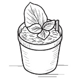 Иллюстрация к книге — Комнатные деревья и кустарники: лимон, вишня, гранат, можжевельник, акация, жасмин и многие другие [i_077.jpg]