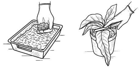 Иллюстрация к книге — Комнатные деревья и кустарники: лимон, вишня, гранат, можжевельник, акация, жасмин и многие другие [i_078.jpg]