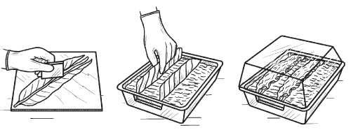 Иллюстрация к книге — Комнатные деревья и кустарники: лимон, вишня, гранат, можжевельник, акация, жасмин и многие другие [i_081.jpg]