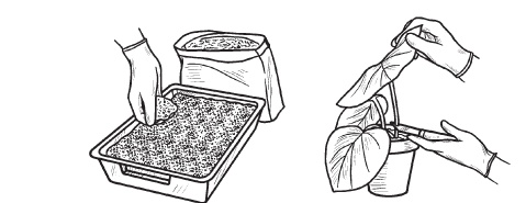 Иллюстрация к книге — Комнатные деревья и кустарники: лимон, вишня, гранат, можжевельник, акация, жасмин и многие другие [i_082.jpg]