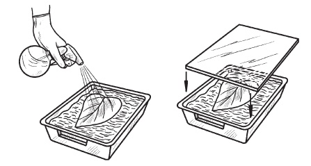 Иллюстрация к книге — Комнатные деревья и кустарники: лимон, вишня, гранат, можжевельник, акация, жасмин и многие другие [i_085.jpg]