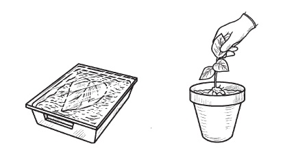 Иллюстрация к книге — Комнатные деревья и кустарники: лимон, вишня, гранат, можжевельник, акация, жасмин и многие другие [i_086.jpg]