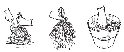 Иллюстрация к книге — Комнатные деревья и кустарники: лимон, вишня, гранат, можжевельник, акация, жасмин и многие другие [i_087.jpg]