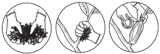 Иллюстрация к книге — Комнатные деревья и кустарники: лимон, вишня, гранат, можжевельник, акация, жасмин и многие другие [i_093.jpg]