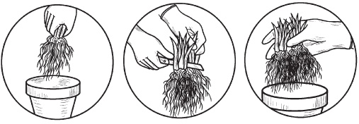 Иллюстрация к книге — Комнатные деревья и кустарники: лимон, вишня, гранат, можжевельник, акация, жасмин и многие другие [i_098.jpg]