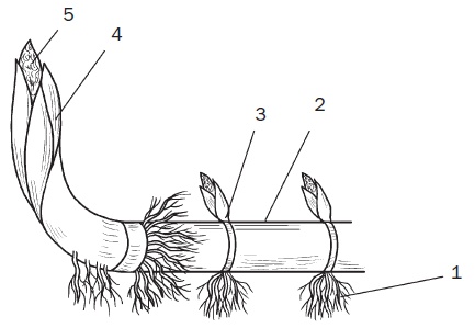 Иллюстрация к книге — Комнатные деревья и кустарники: лимон, вишня, гранат, можжевельник, акация, жасмин и многие другие [i_099.jpg]