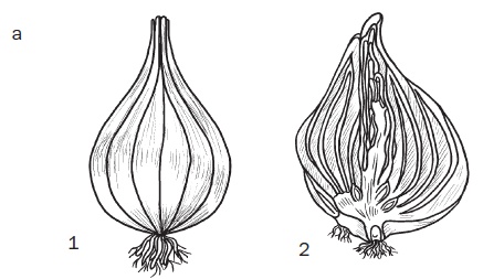 Иллюстрация к книге — Комнатные деревья и кустарники: лимон, вишня, гранат, можжевельник, акация, жасмин и многие другие [i_102.jpg]