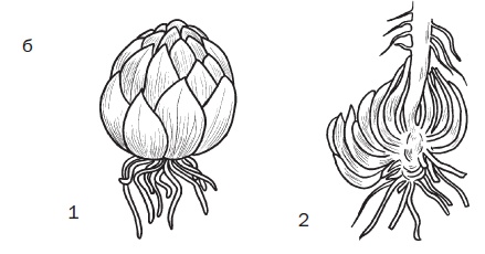Иллюстрация к книге — Комнатные деревья и кустарники: лимон, вишня, гранат, можжевельник, акация, жасмин и многие другие [i_103.jpg]