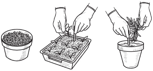 Иллюстрация к книге — Комнатные деревья и кустарники: лимон, вишня, гранат, можжевельник, акация, жасмин и многие другие [i_110.jpg]