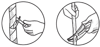 Иллюстрация к книге — Комнатные деревья и кустарники: лимон, вишня, гранат, можжевельник, акация, жасмин и многие другие [i_114.jpg]