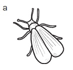 Иллюстрация к книге — Комнатные деревья и кустарники: лимон, вишня, гранат, можжевельник, акация, жасмин и многие другие [i_115.jpg]
