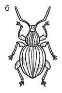 Иллюстрация к книге — Комнатные деревья и кустарники: лимон, вишня, гранат, можжевельник, акация, жасмин и многие другие [i_116.jpg]