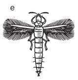 Иллюстрация к книге — Комнатные деревья и кустарники: лимон, вишня, гранат, можжевельник, акация, жасмин и многие другие [i_120.jpg]