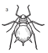 Иллюстрация к книге — Комнатные деревья и кустарники: лимон, вишня, гранат, можжевельник, акация, жасмин и многие другие [i_122.jpg]