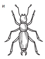 Иллюстрация к книге — Комнатные деревья и кустарники: лимон, вишня, гранат, можжевельник, акация, жасмин и многие другие [i_123.jpg]