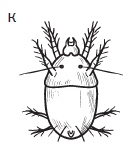 Иллюстрация к книге — Комнатные деревья и кустарники: лимон, вишня, гранат, можжевельник, акация, жасмин и многие другие [i_124.jpg]