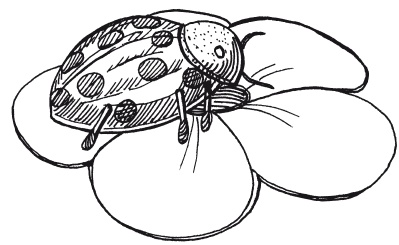 Иллюстрация к книге — Удивительные поделки из спичек [i_082.jpg]