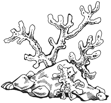 Иллюстрация к книге — Поделки из папье-маше [i_038.jpg]