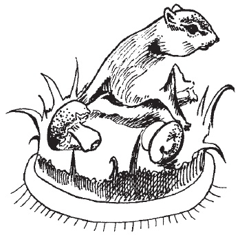 Иллюстрация к книге — Поделки для мальчиков [i_145.jpg]