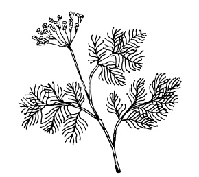 Иллюстрация к книге — Овощи и зелень. Огород на моем подоконнике [i_001.jpg]