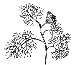 Иллюстрация к книге — Овощи и зелень. Огород на моем подоконнике [i_002.jpg]