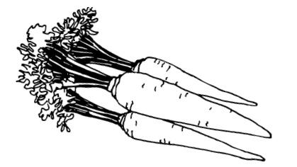 Иллюстрация к книге — Овощи и зелень. Огород на моем подоконнике [i_005.jpg]