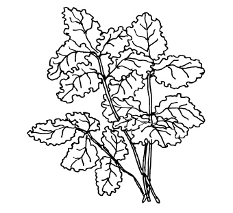 Иллюстрация к книге — Овощи и зелень. Огород на моем подоконнике [i_006.jpg]