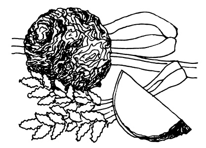 Иллюстрация к книге — Овощи и зелень. Огород на моем подоконнике [i_007.jpg]