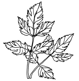 Иллюстрация к книге — Овощи и зелень. Огород на моем подоконнике [i_010.jpg]