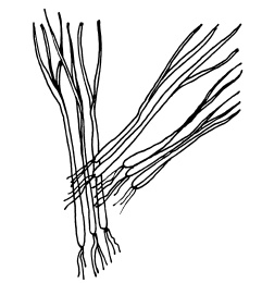 Иллюстрация к книге — Овощи и зелень. Огород на моем подоконнике [i_015.jpg]