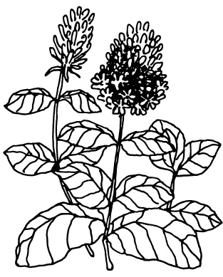 Иллюстрация к книге — Овощи и зелень. Огород на моем подоконнике [i_025.jpg]