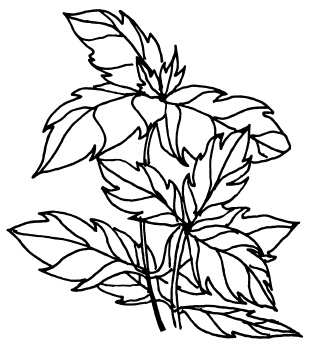 Иллюстрация к книге — Овощи и зелень. Огород на моем подоконнике [i_026.jpg]