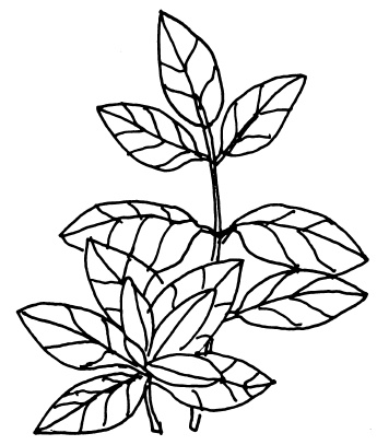 Иллюстрация к книге — Овощи и зелень. Огород на моем подоконнике [i_027.jpg]