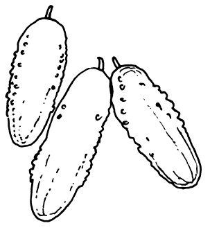 Иллюстрация к книге — Овощи и зелень. Огород на моем подоконнике [i_036.jpg]