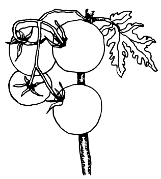 Иллюстрация к книге — Овощи и зелень. Огород на моем подоконнике [i_040.jpg]